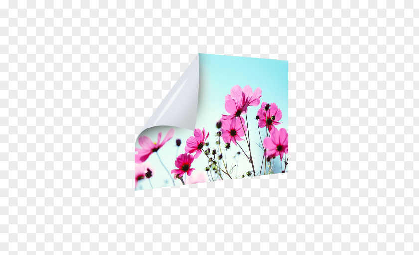 Wall Creative Photography Image Royalty-free Plakat Naukowy Blomstereng PNG