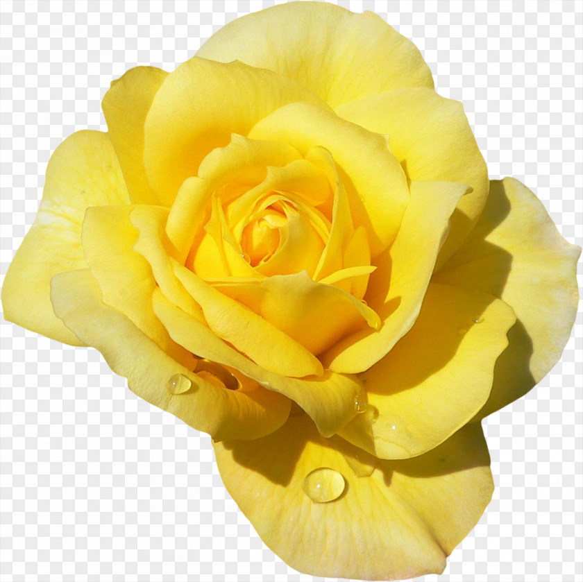 Yellow Rose Rosa 'Mister Lincoln' Garden Roses Flower Color Hybrid Tea PNG