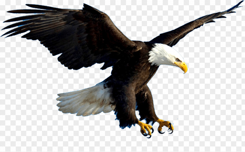 Bird Bald Eagle Of Prey PNG