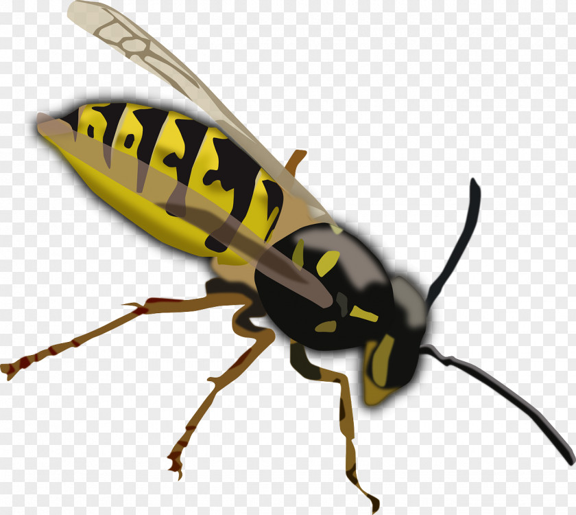 Industrious Bees Hornet Wasp Bee Clip Art PNG