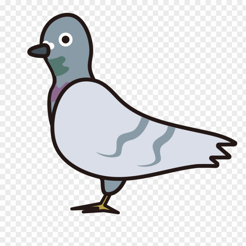 Mallard Pigeons And Doves Clip Art Animal Educational Flash Cards PNG