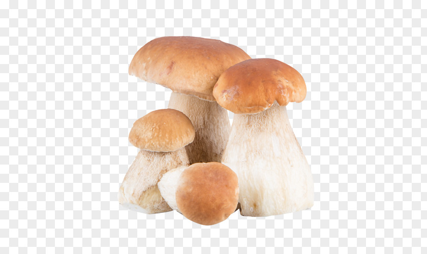 Mushroom Vallondo Pleurotus Eryngii Boletus Edulis Penny Bun Edible PNG