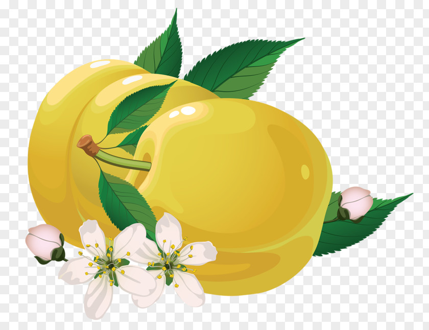 Pear Fruit Photography Royalty-free Illustration PNG