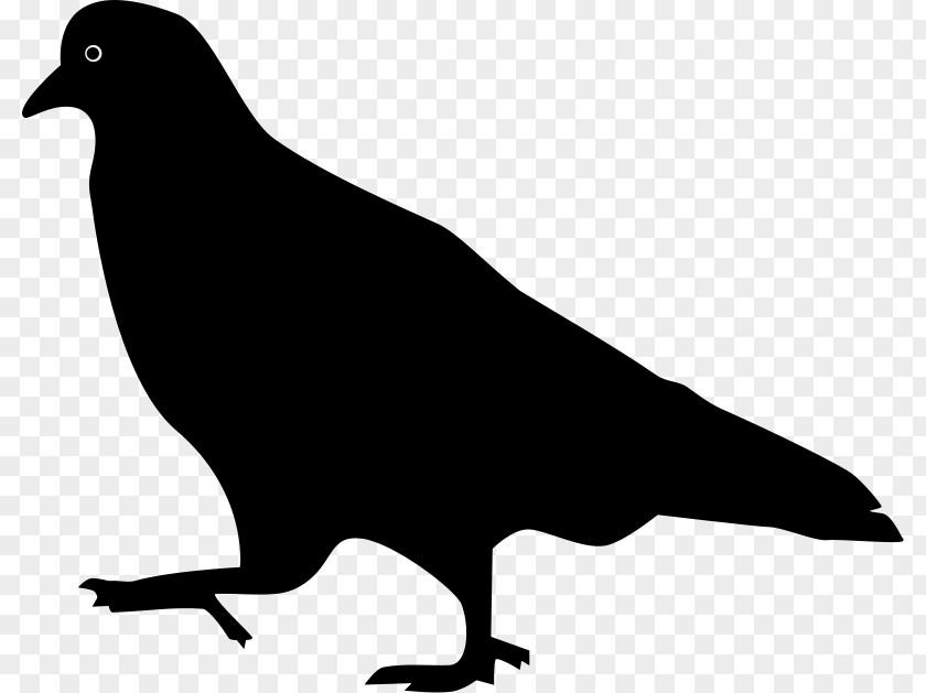 Pigeon Vector Domestic Columbidae Bird Clip Art PNG