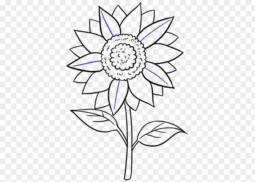 Sunflower Draw Drawing Common Black And White Sketch PNG