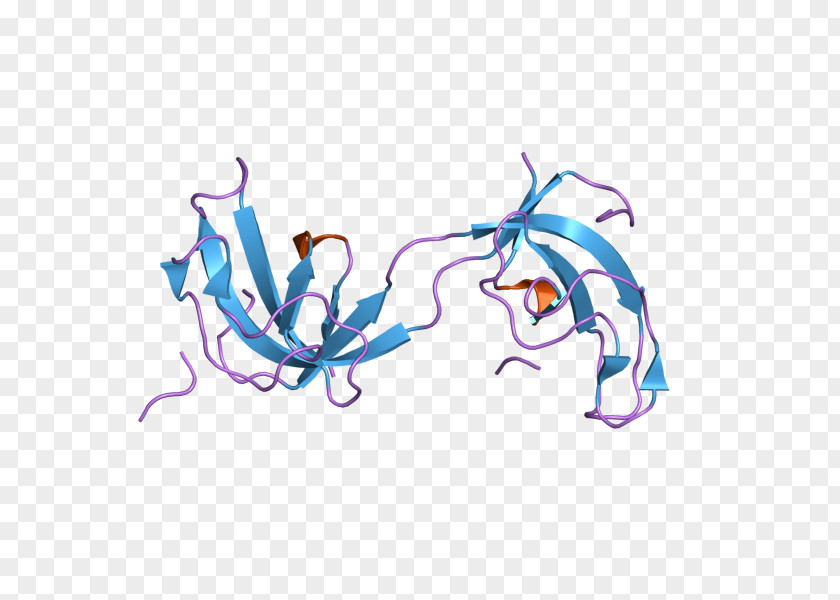 Dynactin DCTN1 Protein Subunit Art PNG