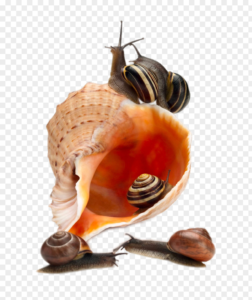 Escargot Snail Sea Photography PNG