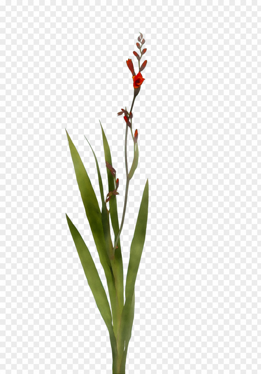 Plant Stem Flowering Bud Plants PNG