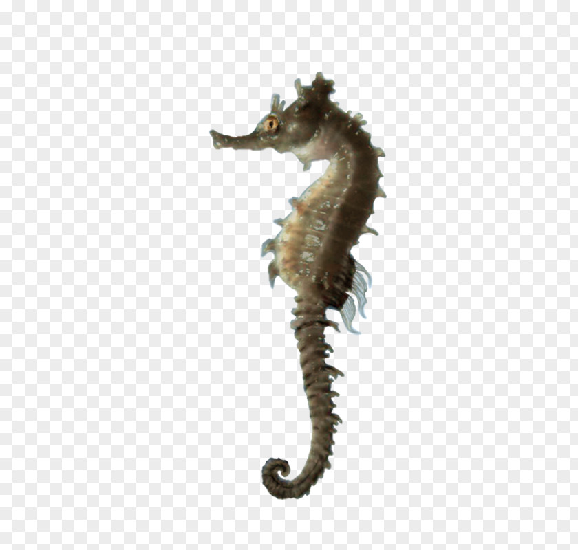 Sea Life Background Seahorse Clip Art PNG