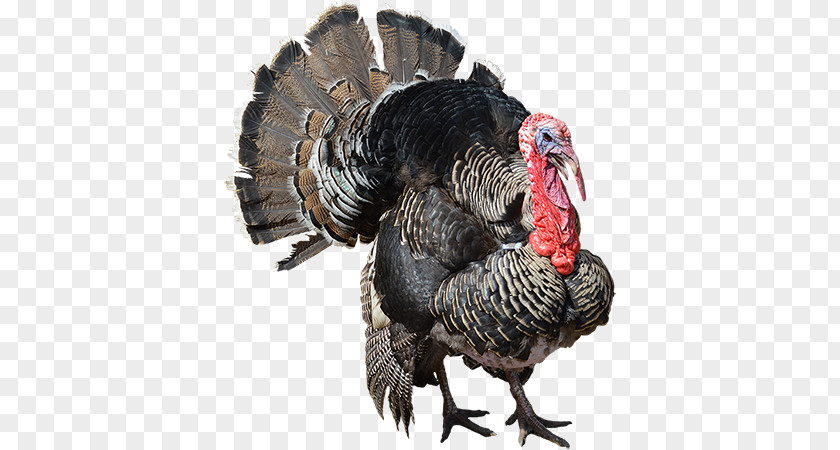 Turkey Meat Clip Art PNG