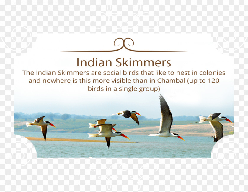 Bird Chambal River National Sanctuary Indian Skimmer Skimmers PNG