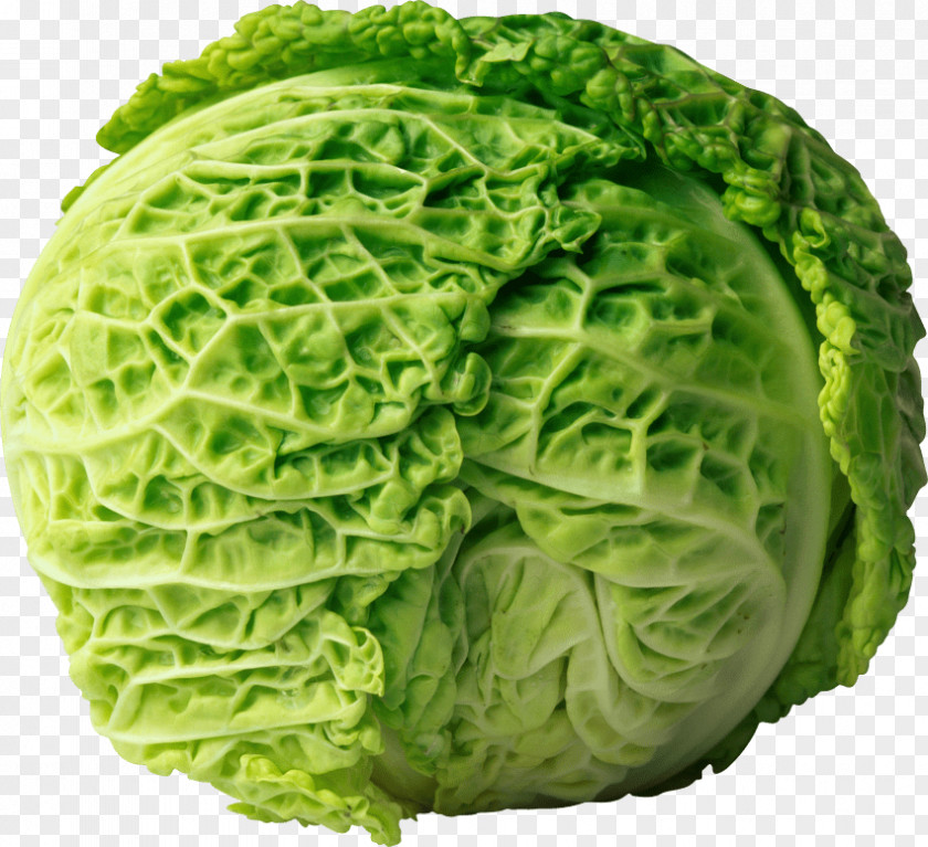Cabbage Red Vegetable Clip Art PNG