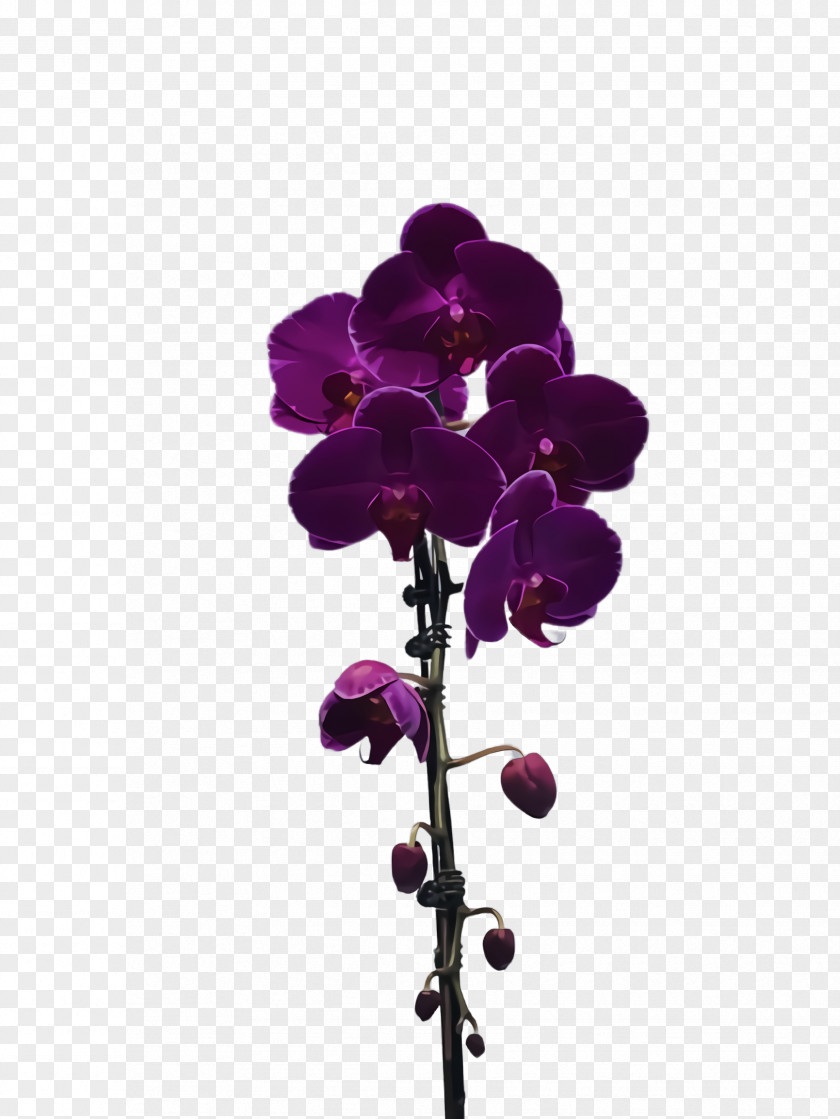 Cut Flowers Orchid Flower Violet Purple Plant Flowering PNG