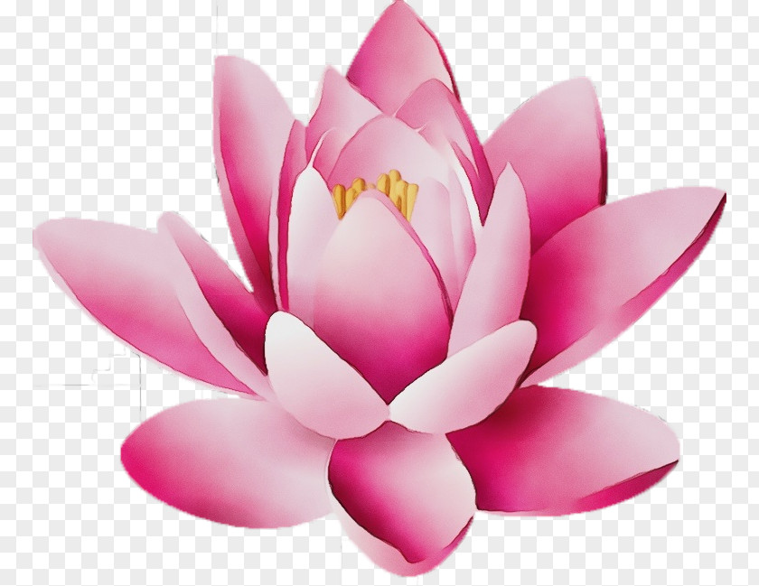 Flowering Plant Water Lily Lotus PNG