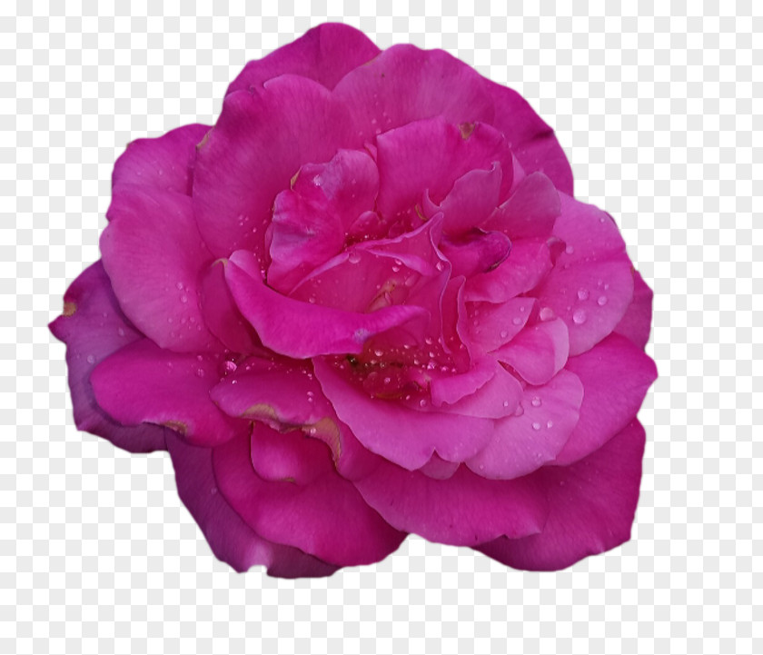 Fresia Business Garden Roses Cabbage Rose China Floribunda PNG