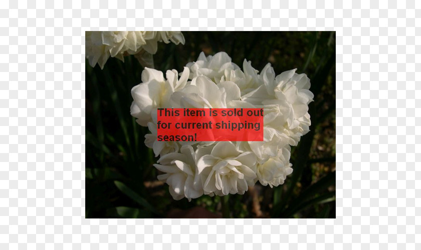 Spring Blooming Floribunda Gardenia Peony Herbaceous Plant Shrub PNG