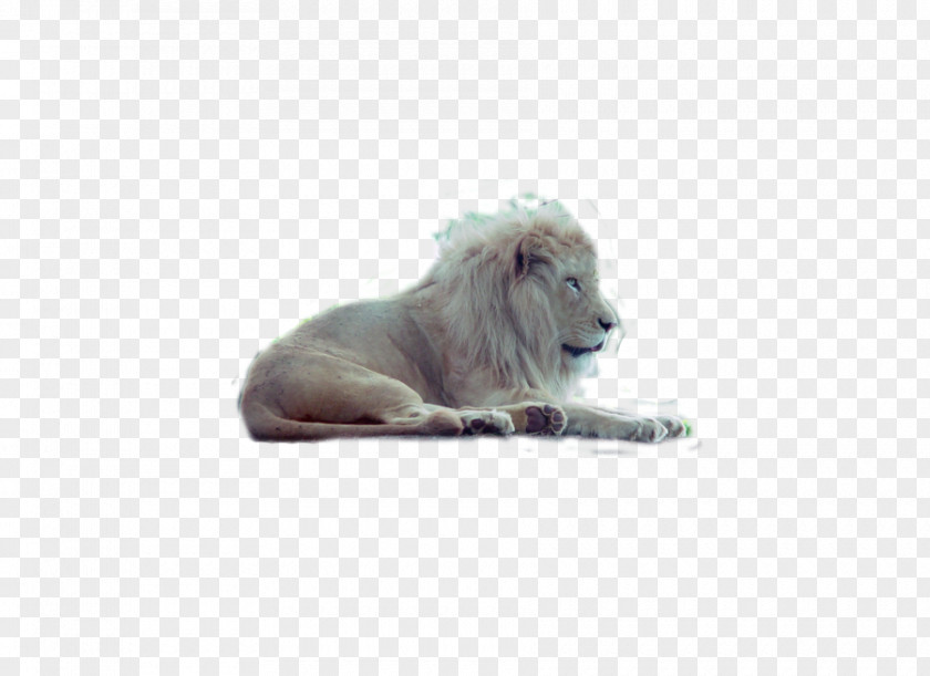 Lion Big Cat Wildlife Snout PNG