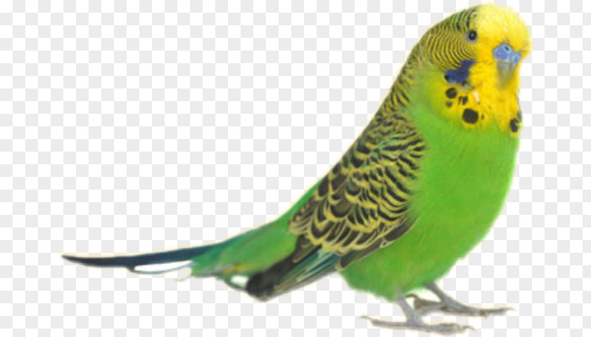 Parrot Budgerigar Bird Rose-ringed Parakeet PNG