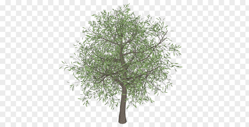 TREE 3D Olive Branch Tree Template PNG