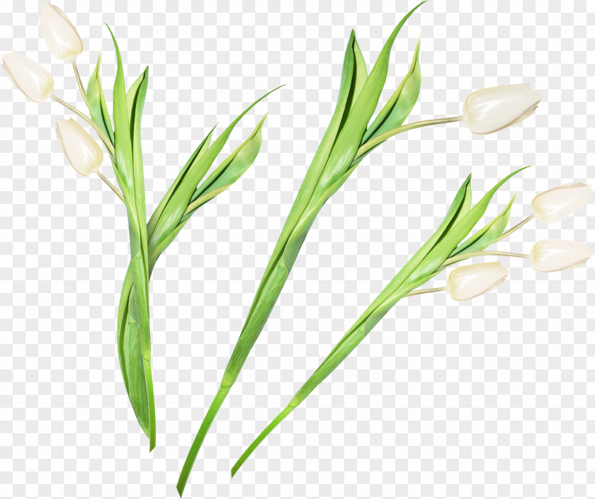 Tulip Cut Flowers Clip Art PNG