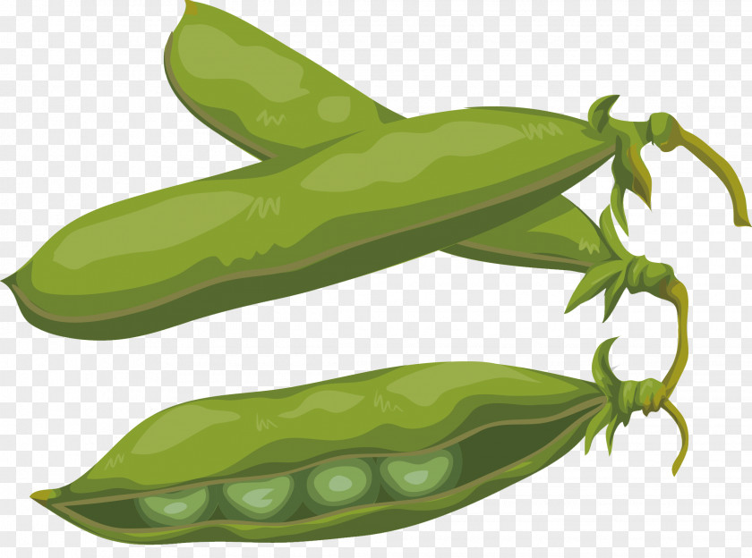 Vegetable Edamame Soybean Green Pea PNG