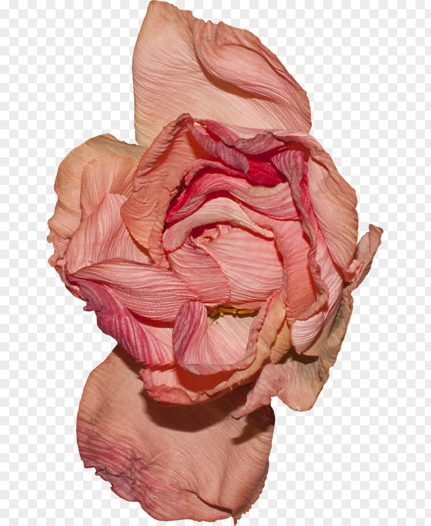 Flower Color The Love Of Liz Petal PNG