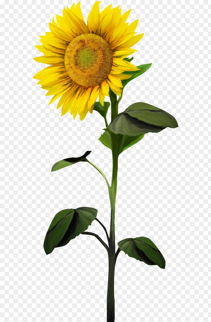 Flower Common Sunflower Plant Clip Art PNG