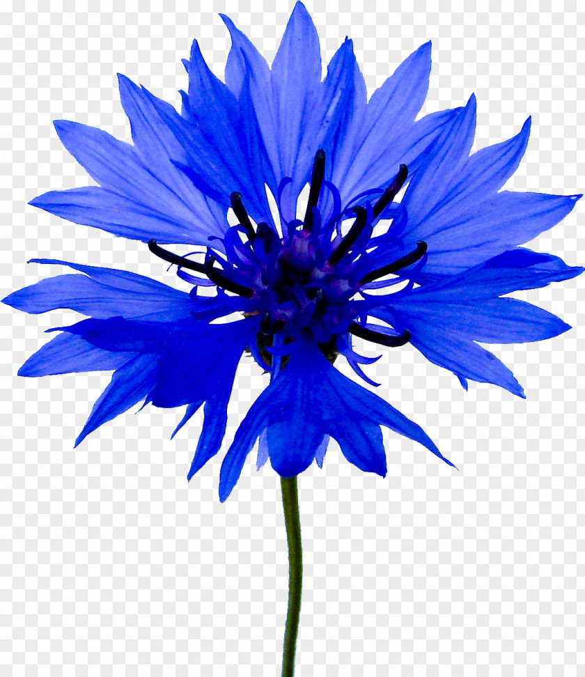 Gazania Cornflower Stencil Art PNG