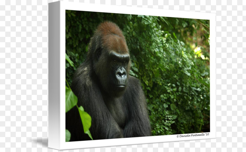 Orangutan Western Gorilla Wildlife Terrestrial Animal PNG