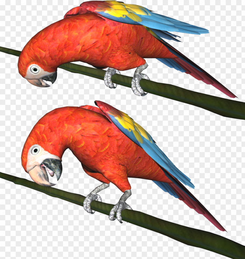 Parrot Bird Parakeet Clip Art PNG