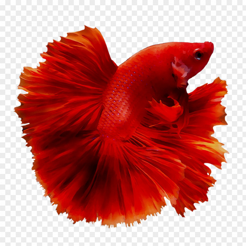 Siamese Fighting Fish Veiltail Drawing Red Orange/Transparent PNG