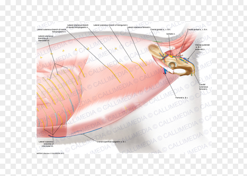 Superficial Temporal Nerve Muscle Cat Anatomy Muscular System Pelvis PNG