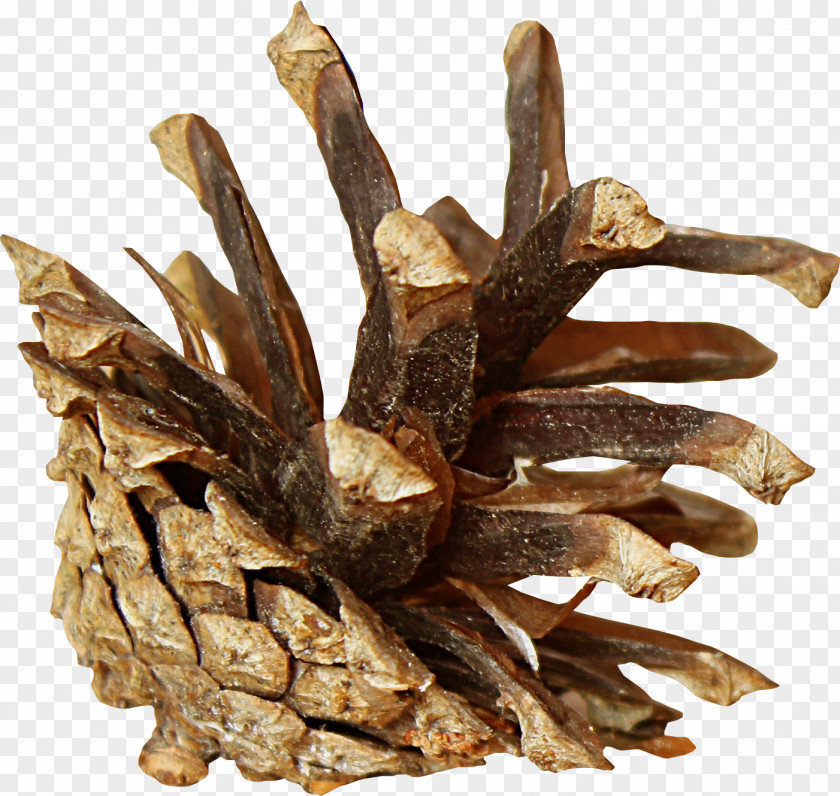 Tree Conifer Cone Brown Pine PNG