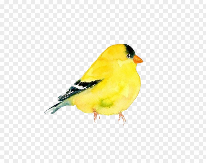 Yellow Pigeon Picture Material The Goldfinch Domestic Canary Bird Watercolor Painting Clip Art PNG