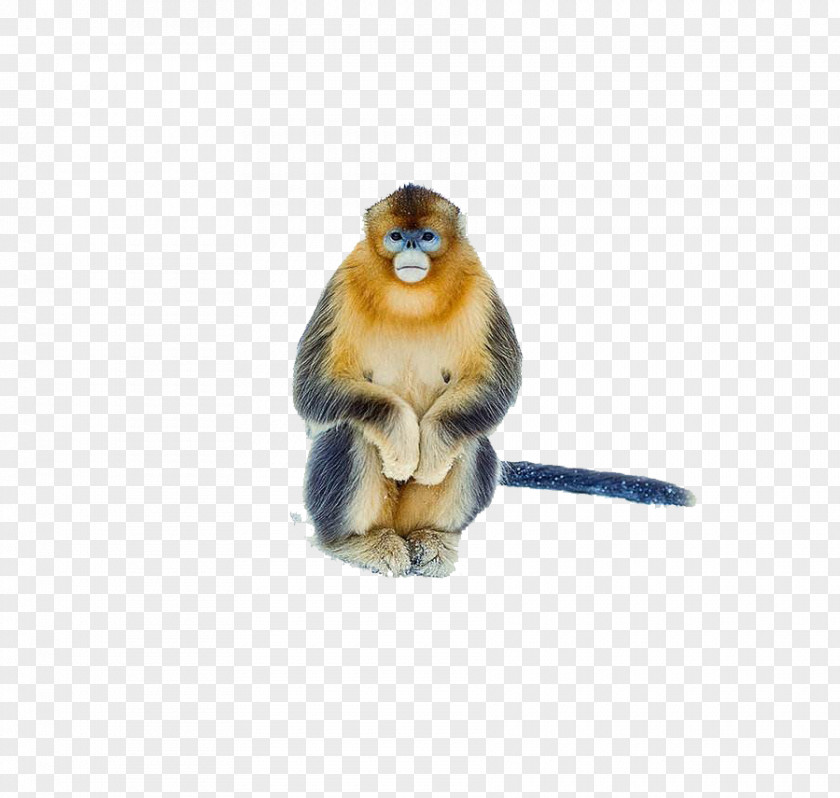 2017 A Whole Golden Monkey Cercopithecidae PNG