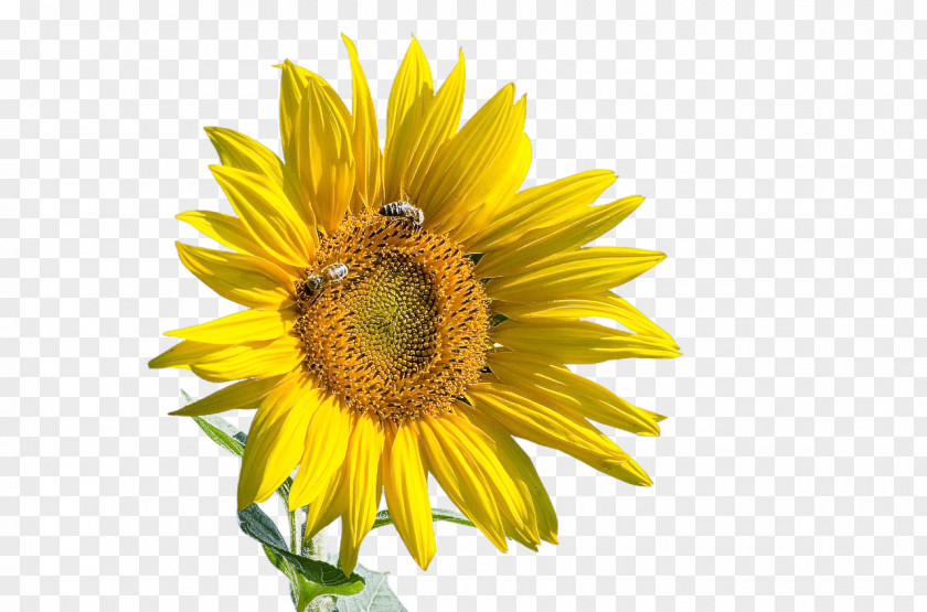 Daisy Family Sunflower Seed Flower Insect Bees PNG