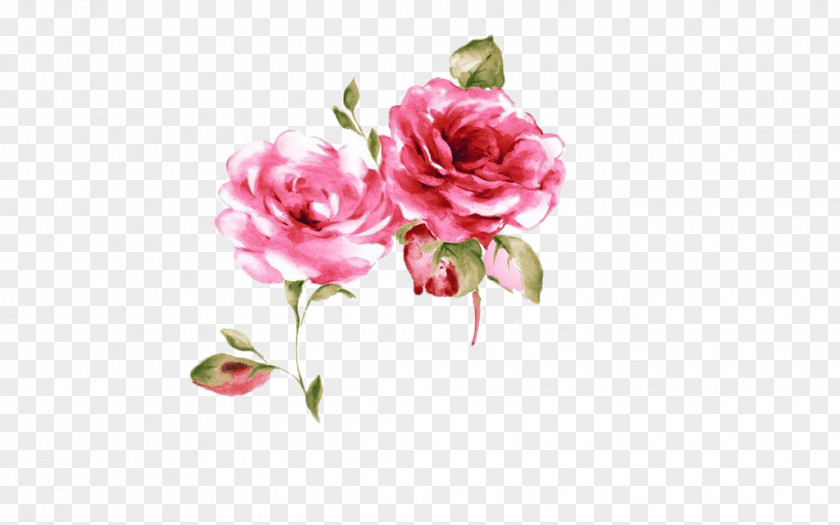 Pink Rose Rosa Chinensis Poster PNG