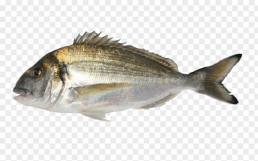 Aquaculture Oily Fish Gilt-head Bream Agriculture PNG