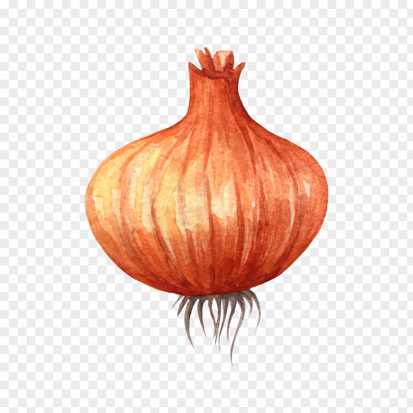 Drawing Onion Vegetable Watercolor Painting Clip Art PNG