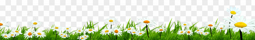 Grass Petal Grasses Computer Family Wallpaper PNG