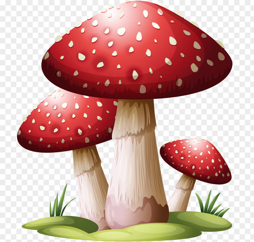 Mushroom Common Puffball PNG