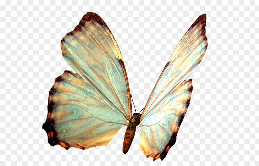 Papillon Butterfly Dog Clip Art PNG