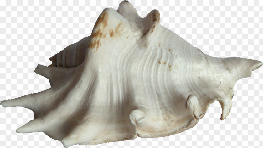 Seashell Bivalvia Clam Mussel Oyster PNG