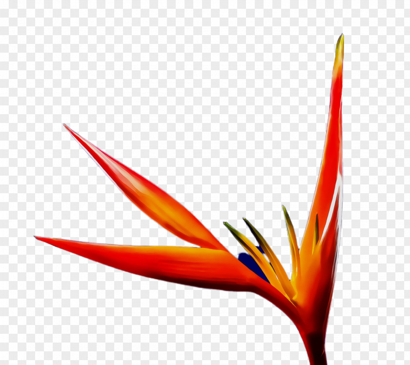Birdofparadise Heliconia Watercolor Flower PNG