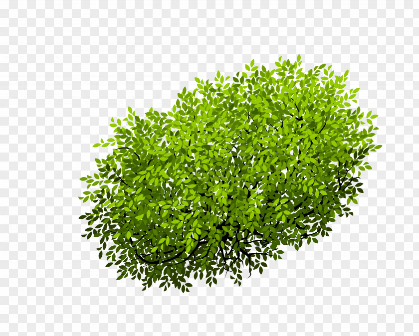 Bush Euclidean Vector Shrub Tree PNG