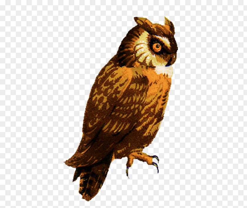 Eastern Screech Owl Great Horned Drawing Barred Clip Art PNG