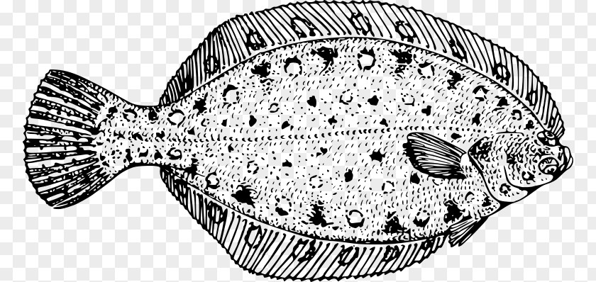 Fish Bering Flounder Drawing Line Art Clip PNG