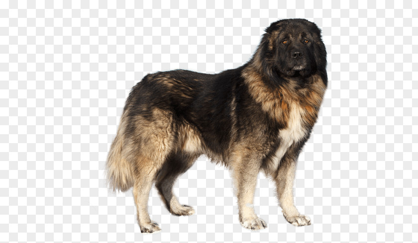 Formosan Mountain Dog Estrela Caucasian Shepherd Sarplaninac Carpathian King PNG