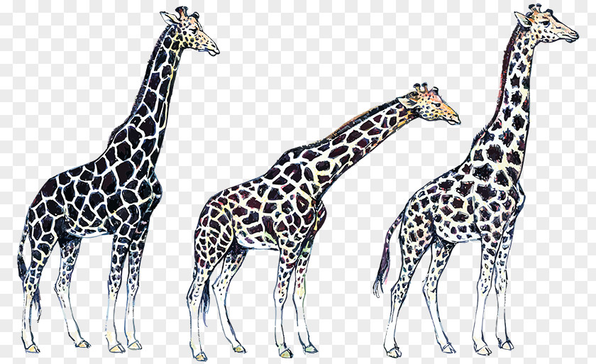 Giraffe Wildlife Terrestrial Animal PNG