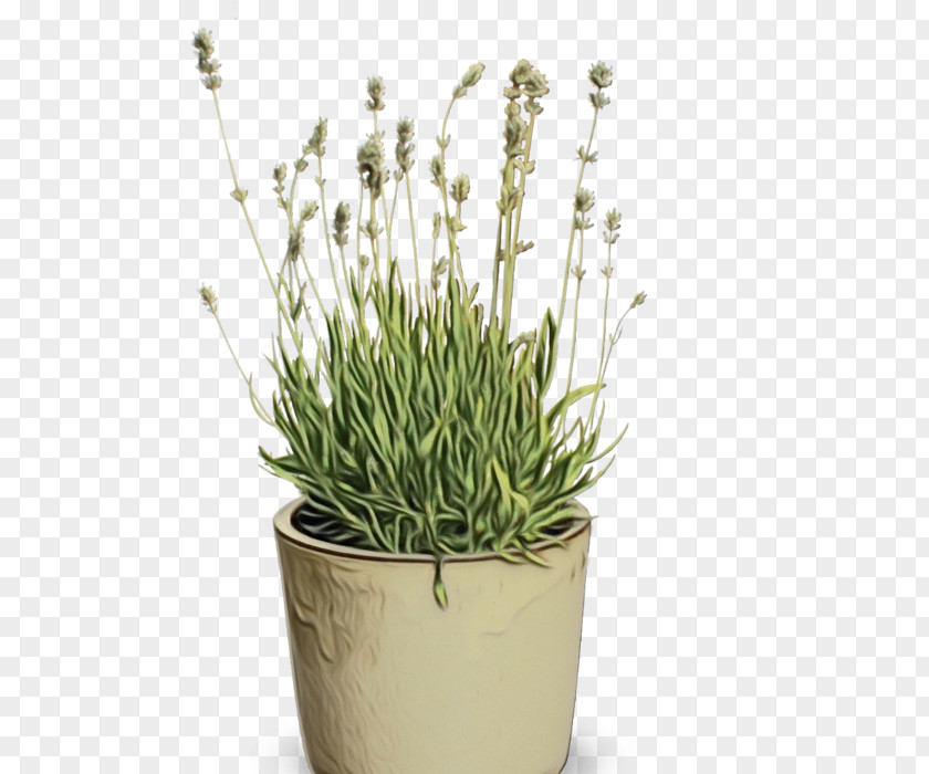 Houseplant Grass Family Watercolor Flower Background PNG